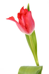 Naklejka premium Red tulip on white background