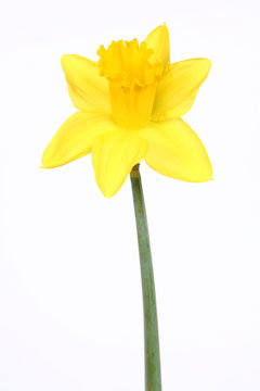 Daffodil on white background
