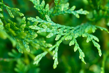 Green branches of Cedar in daylaight