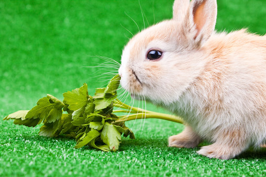 One Little Rabbit Eating Salad