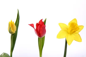 Photo sur Aluminium Narcisse Fleurs sur fond blanc : tulipes et une jonquille