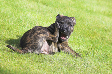 Staffordshire Bull Terrier Puppy