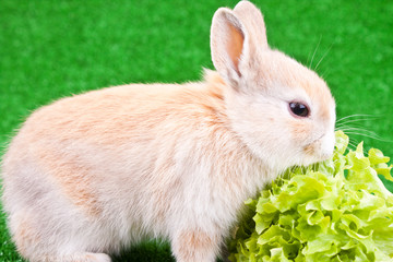 domestic rabbit and salad