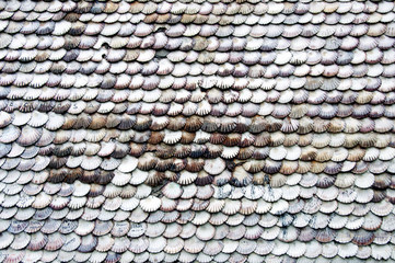 Naklejka premium CONCHAS EN LA PARED