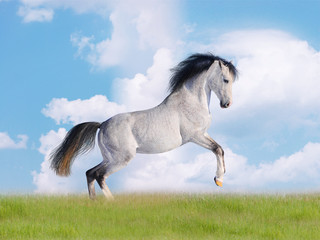 Naklejka na ściany i meble wolne w dziedzinie arabski koń