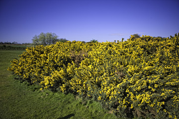 gorse