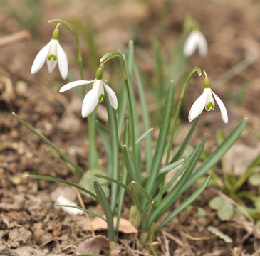 perce-neige