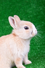 cute bunny on grass