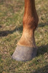 Le sabot