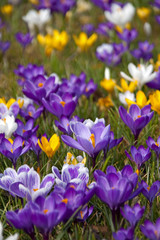 spring crocus flowers