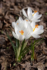 white spring crocus flower