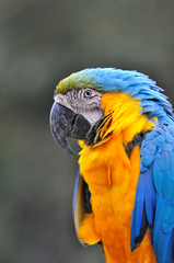 ルリコンゴウインコ