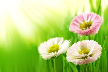 Fototapeta na wymiar grass with daisy