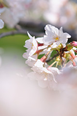 桜