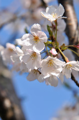 桜