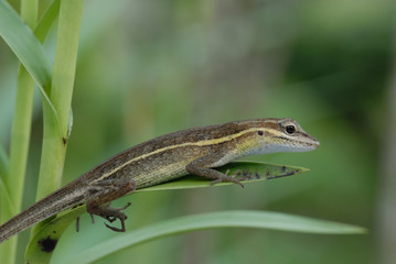 Anolis auratus - (polychrotidae sauria)