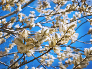 Yellow blooming willow