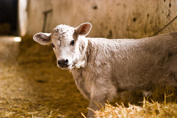 Obraz premium cow