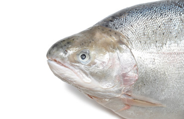 Fresh raw salmon