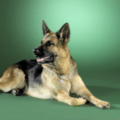 Schäferhund