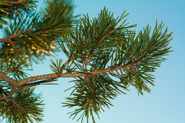 Frost fir branch