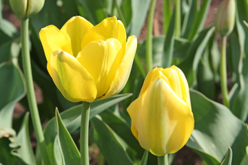 Fototapeta premium Yellow tulip