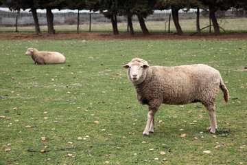 Obraz premium élevage : moutons #1