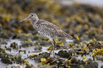 Willet  (Tringa semipalmata)