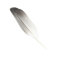 Bird's feather