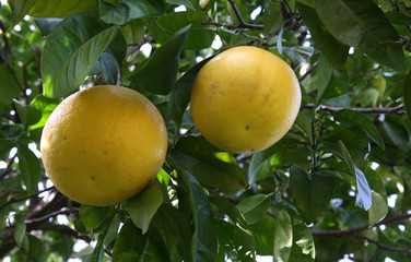 Pompelmi gialli Calabria