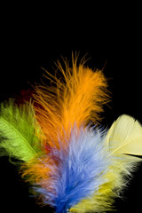Obraz premium colored feather