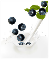 Ripe blueberry falling into the milky splash.