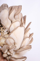 Cluster of oyster mushrooms