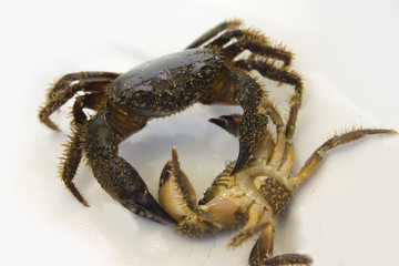 Crab
