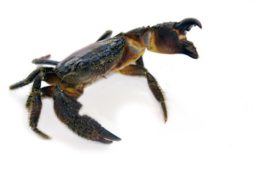 Crab
