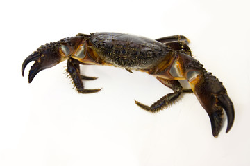 Crab