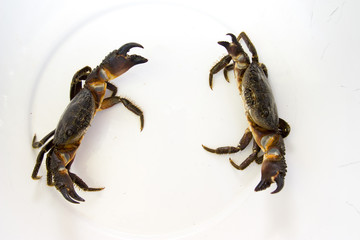 Crabs