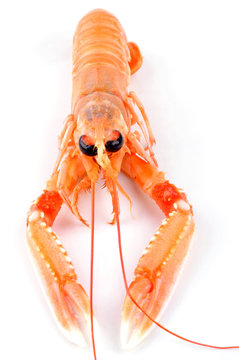 Une Langoustine