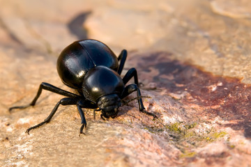 Dung Beetle