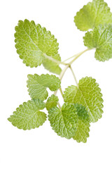 Mint leaves.