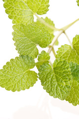Mint leaves.