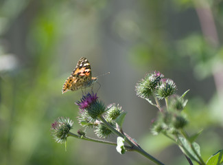 butterfly