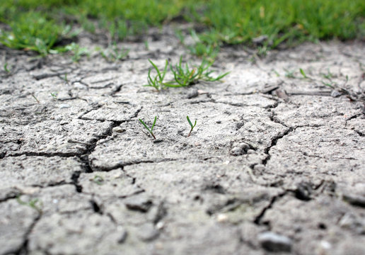 Green grass in warming
