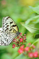 Obraz premium 蝶の楽園