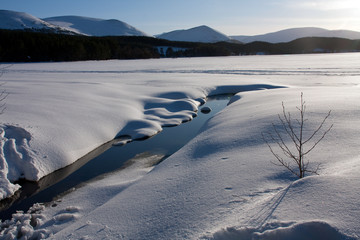 Obraz premium Winter Views at Aviemore