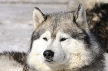 couvert pour l'hiver