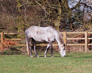 Grazing Gray Horse