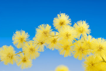 mimosa flowers cloose up