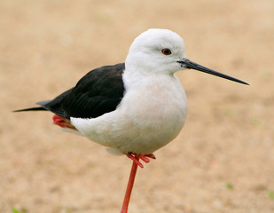Black necked stilt stand on a single leg
