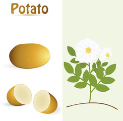 vector potato